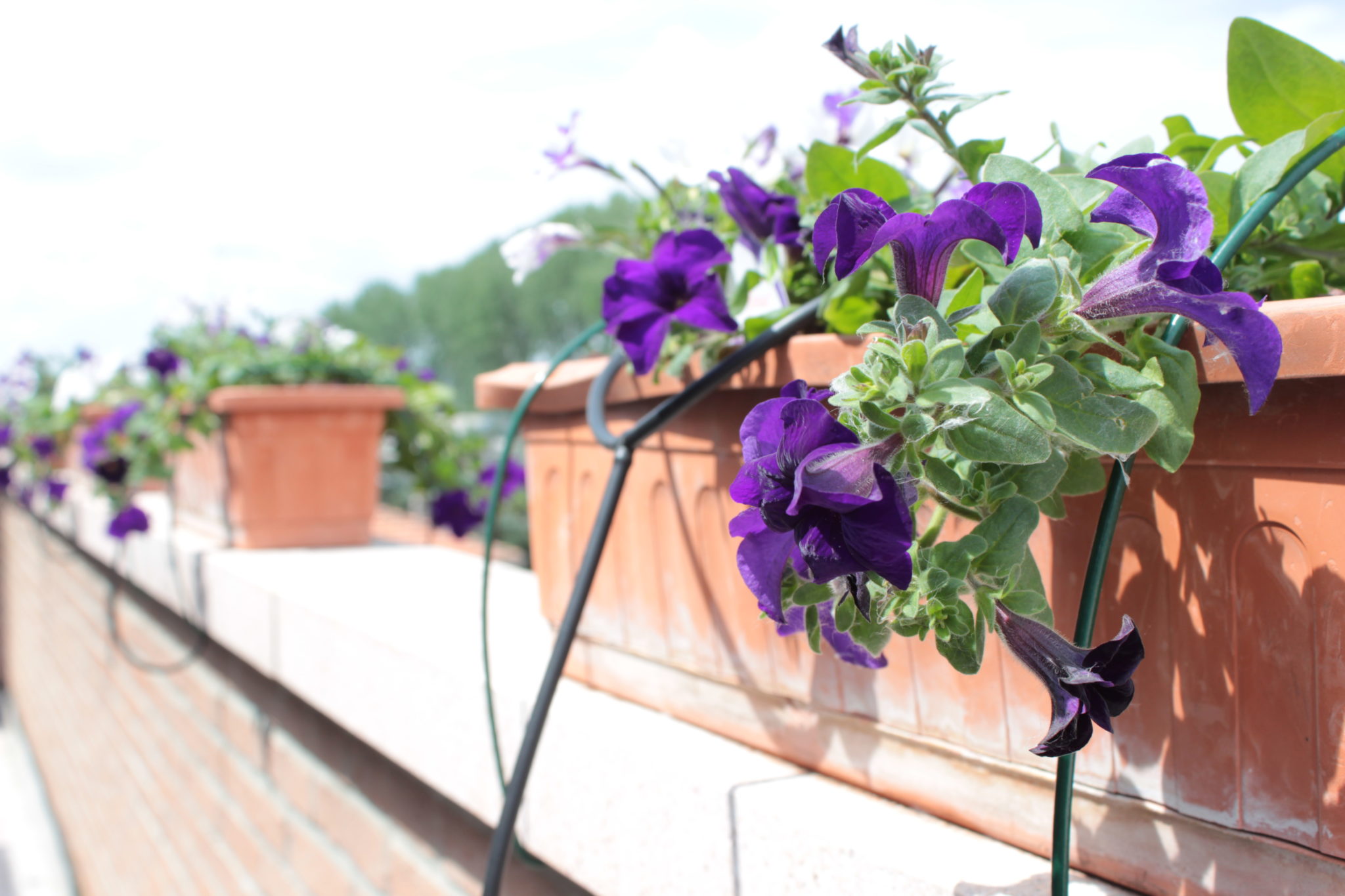 Guida: Come creare un impiando di irrigazione da balcone