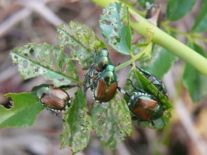 Popillia japonica foglia