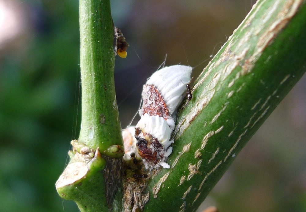 Come combattere la cocciniglia negli agrumi - Gogoverde