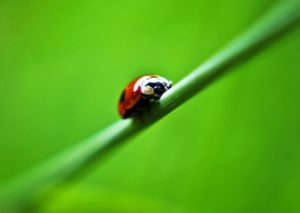 Coccinella Bipunctata contro gli afidi