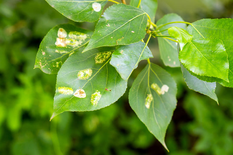 Guida su quali Fungicidi Naturali scegliere - Gogoverde