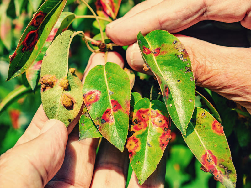 I consigli di Gogoverde: ecco quali fungicidi naturali scegliere