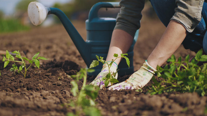 5 Coltivazioni facili da Seminare in Primavera - Gogoverde