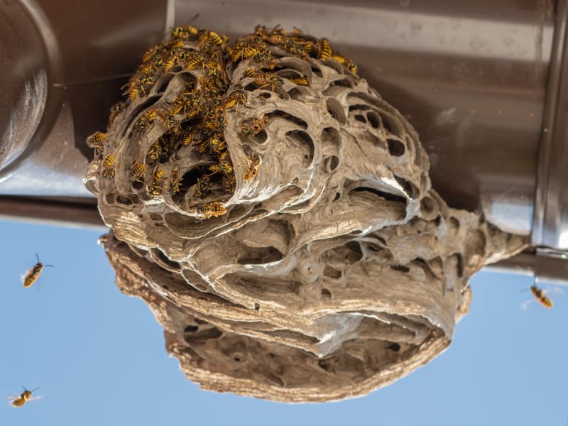 Nidi di vespe: come intervenire in sicurezza con spray a lunga gittata e schiume attive