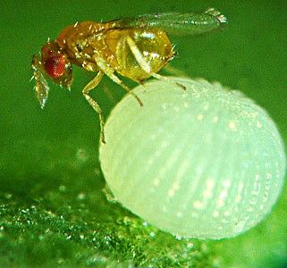 Trichogramma brassicae Parassitoide di Lepidotteri - 125 cp