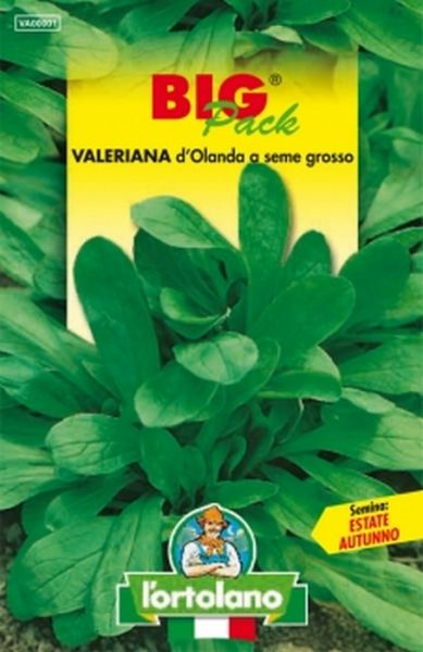 Semi di Valeriana Olandese