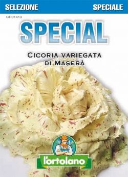 Sementi Ibride di Cicoria Variegata di Maserà