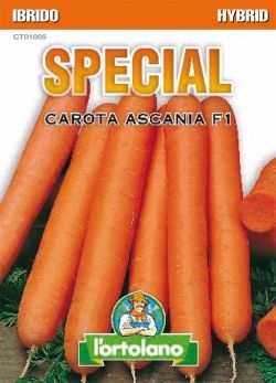 Sementi Ibride di Carota Ascania F1