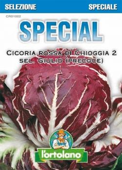 Sementi Ibride di Cicoria Rossa di Chioggia 2 sel.Giulio