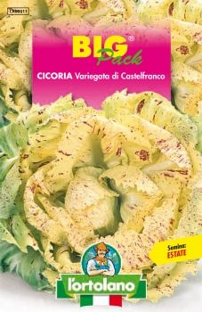 Semi di Cicoria Variegata di Castelfranco