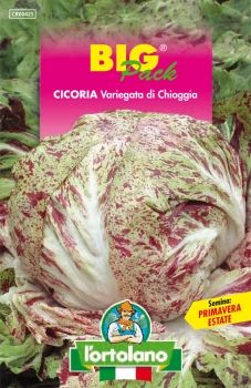 Semi di Cicoria Variegata di Chioggia