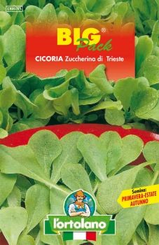 Semi di Cicoria Zuccherina di Trieste