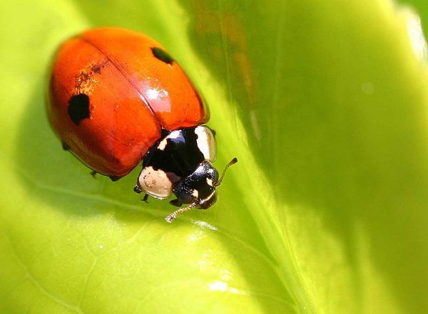 Adalia Bipunctata Coccinella predatore di Afidi - 100 larve