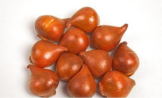 BULBI TULIPANI OLANDESI GREIGII MIX 20 PEZZI