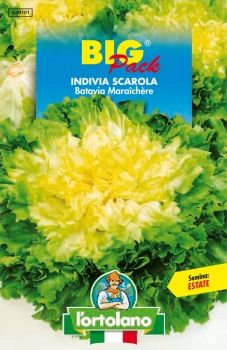 Semi di Indivia Scarola Batavia Maraichère