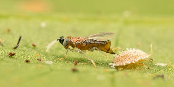 Anagyrus vladimiri Insetto parassita della cocciniglia - 500 individui