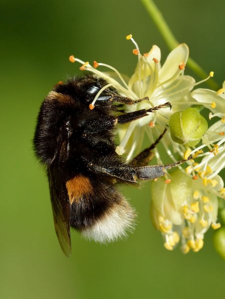 Arnia singola di Bombi - Bombus Terrestris - Insetto Impollinatore