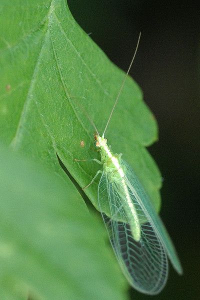 Chrysoperla carnea Insetto Predatore di Afidi - 1000 individui