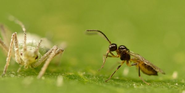 Aphidius colemani Insetto Parassita degli Afidi - 1000 individui