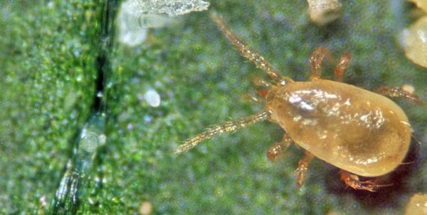 Neoseiulus cucumeris Acaro Predatore di Tripidi - 500 x 1000 individui