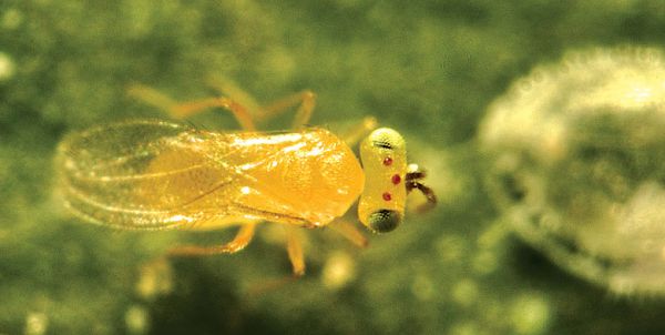 Eretmocerus eremicus Insetto Parassita di Aleurodidi - 15000 pupe