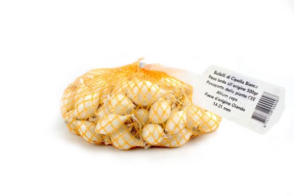 Bulbi di Cipolla Bianca Olandese Allium Cepa 500 g