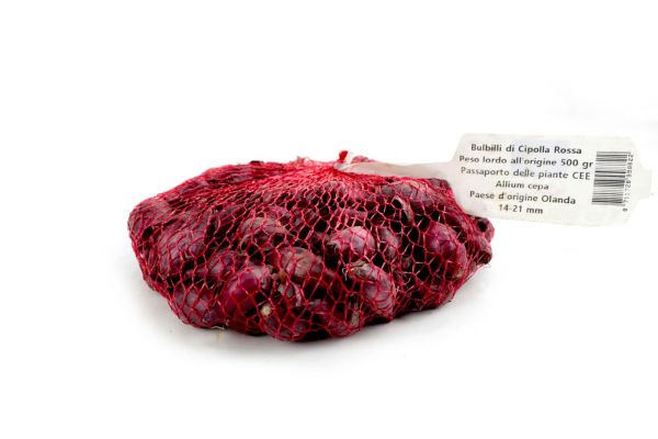 Bulbi di Cipolla Rossa Olandese 500 g