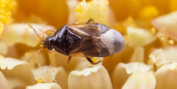 Orius laevigatus Insetto predatore di Tripidi - 500 individui