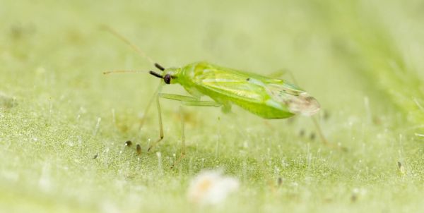 Macrolophus pygmaeus Insetto Predatore di Mosca Bianca - 500 individui