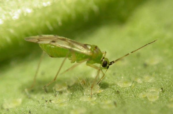 Nesidiocoris Tenuis Insetto predatore di Mosca Bianca e Lepidotteri - 500 individui