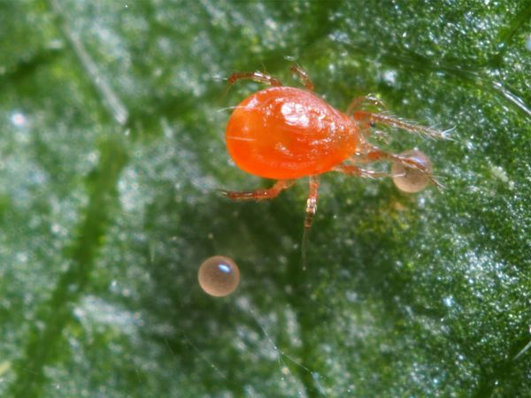 Phytoseiulus persimilis - Acaro Fitoseide Predatore di Ragnetto Rosso - 2000 individui