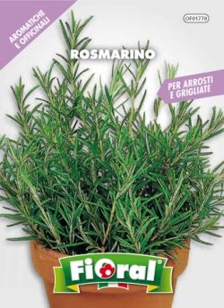 sementi rosmarino aromatico