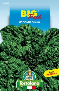 Semi di Spinacio America