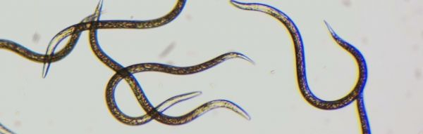 Nematodi per il controllo degli Sciaridi Nemax F - 250 milioni