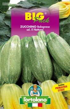 Semi di Zucchino Bolognese