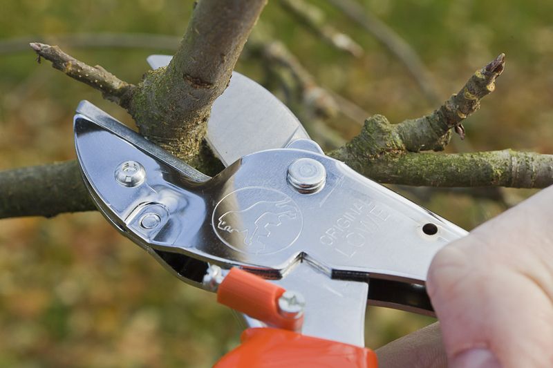 Forbici da potatura universale - Strumento professionale da giardinaggio - Forbice a mano ideale per piante, fiori, giardino e orto - taglio massimo 20 mm con ammortizzatore - Biotop